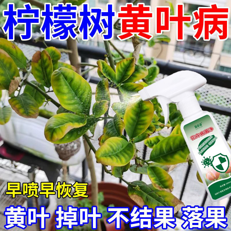 柠檬黄叶营养液盆栽叶子发黄打卷干枯斑点锈病室内专用直喷型肥料