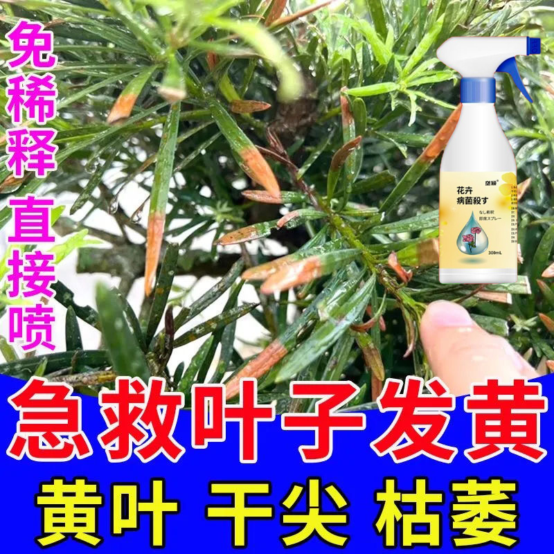 罗汉松专用肥料黄叶黑霉病烂根枯萎枯叶病白粉病防病害除菌营养液