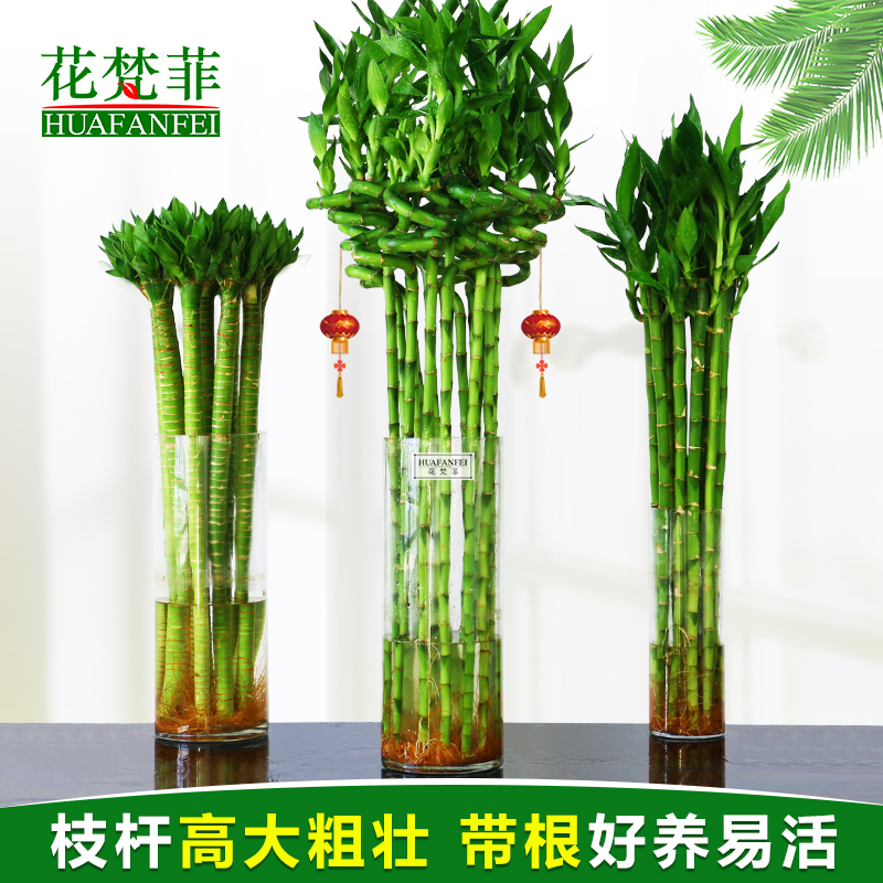水养富贵竹转运竹弯竹龙竹水竹开运竹子带根室内绿植水培植物花卉