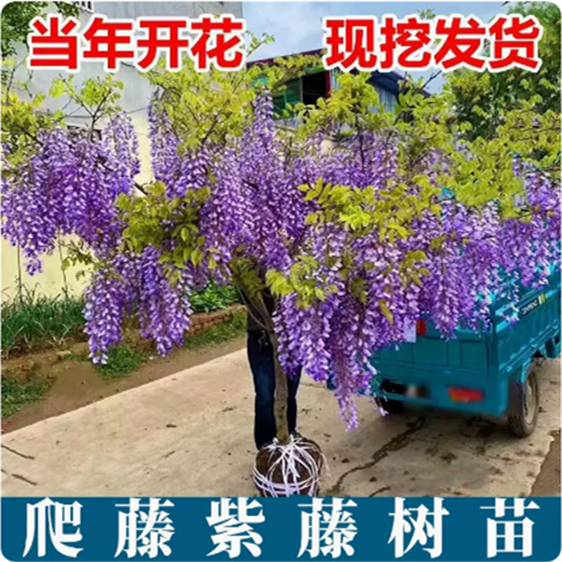 紫藤花苗多花紫藤爬藤植物耐寒紫藤萝阳台庭院围墙攀援花卉
