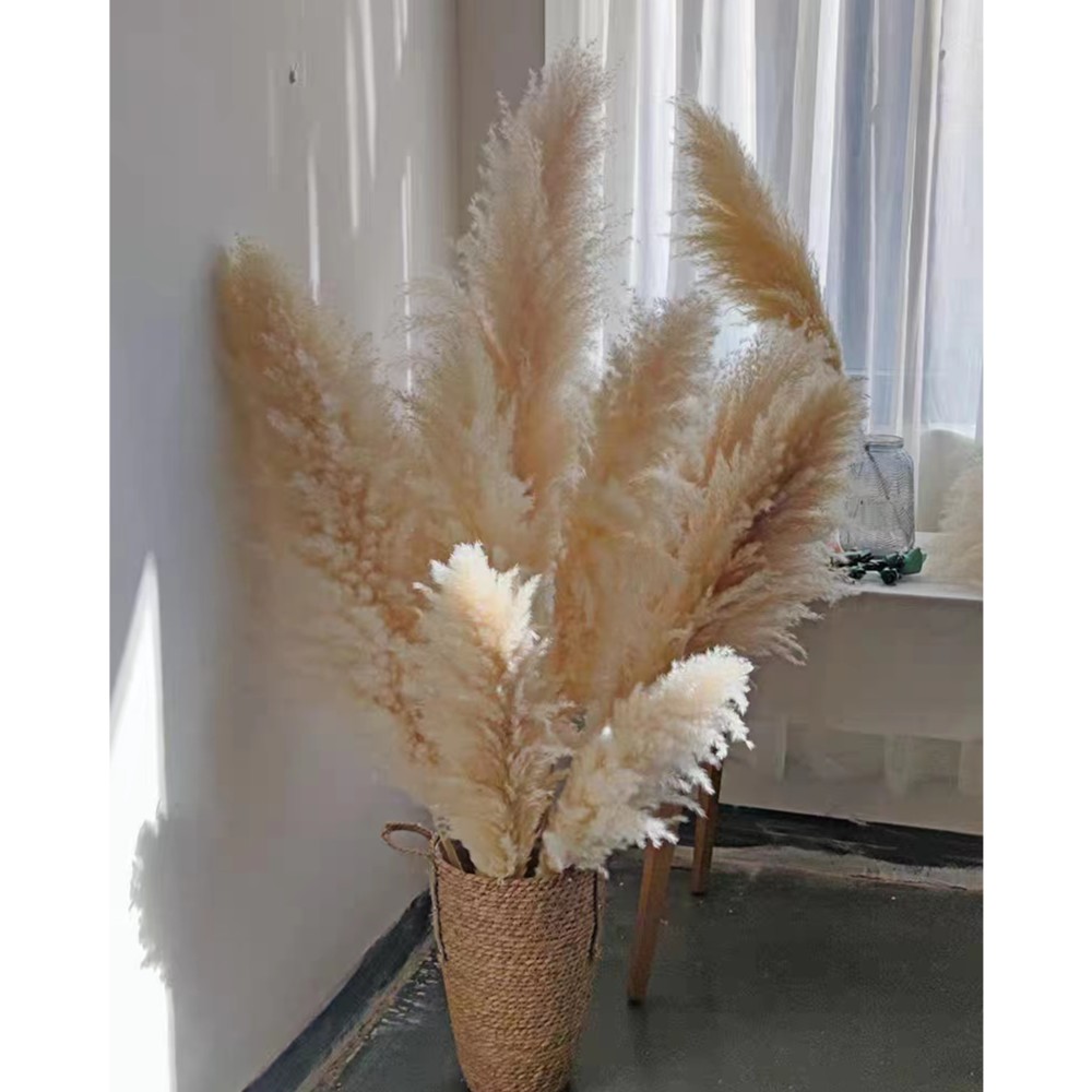 网红大蒲苇进口自然干花自家种植自家基地，客厅落地装饰花高级花