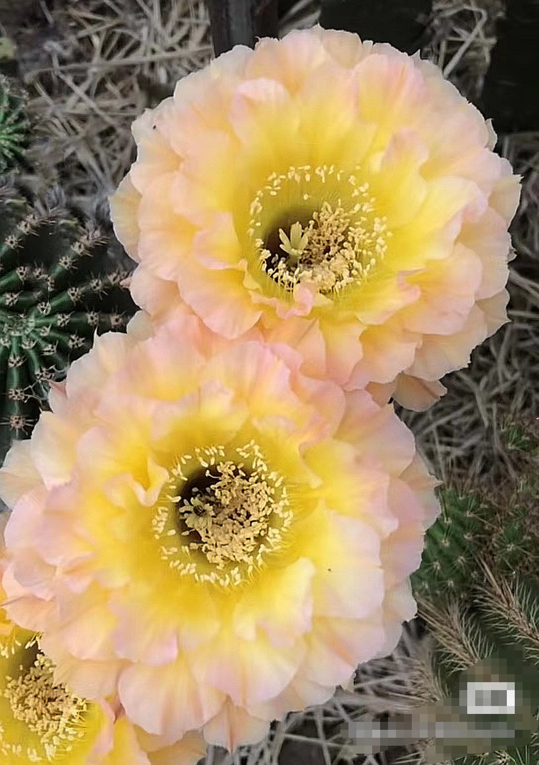 仙人球 席克氏彩草哦天堂 无根侧芽任意两单包邮