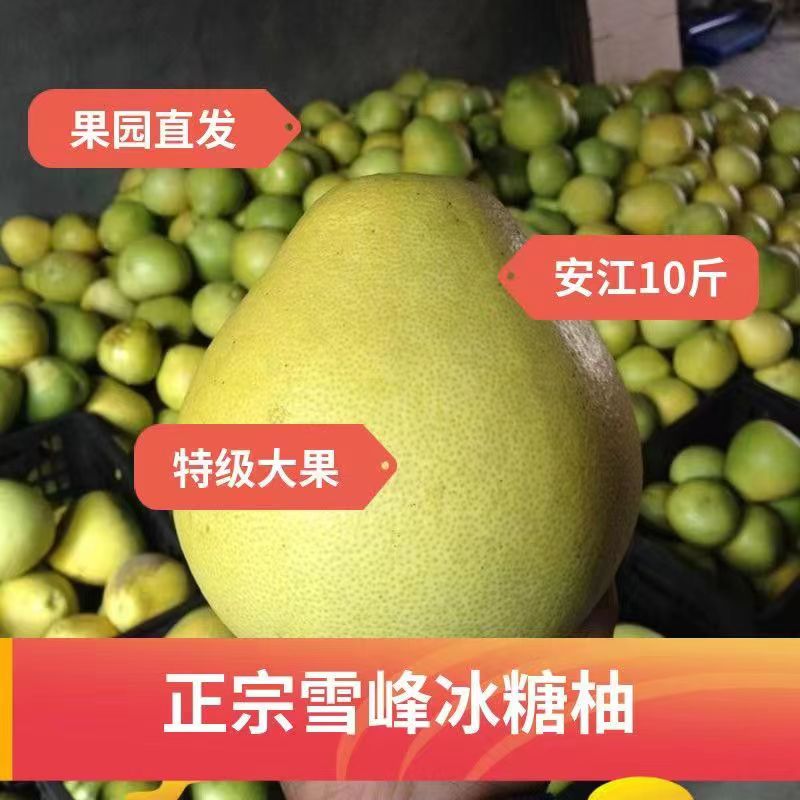 安江小苦柚药柚一袋20斤±0.1中大果产地直销（单果400-600g)