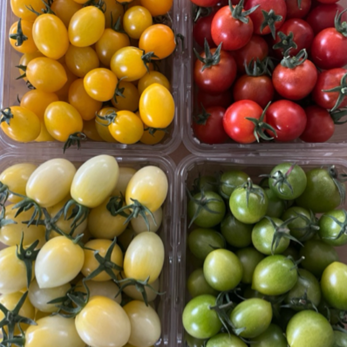 特价番茄，优格果蔬白黄红绿圣女果，四色礼盒，口感适中，颜色随机