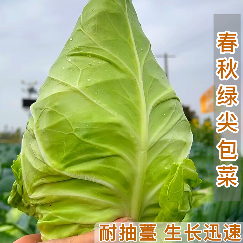 秋季越冬尖包菜种籽 耐寒牛心甘蓝阳台四季盆栽卷心菜蔬菜种子