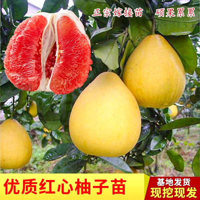 沙田柚子树苗水果木三红心白肉蜜柚盆地栽南北方种植嫁接当年结果