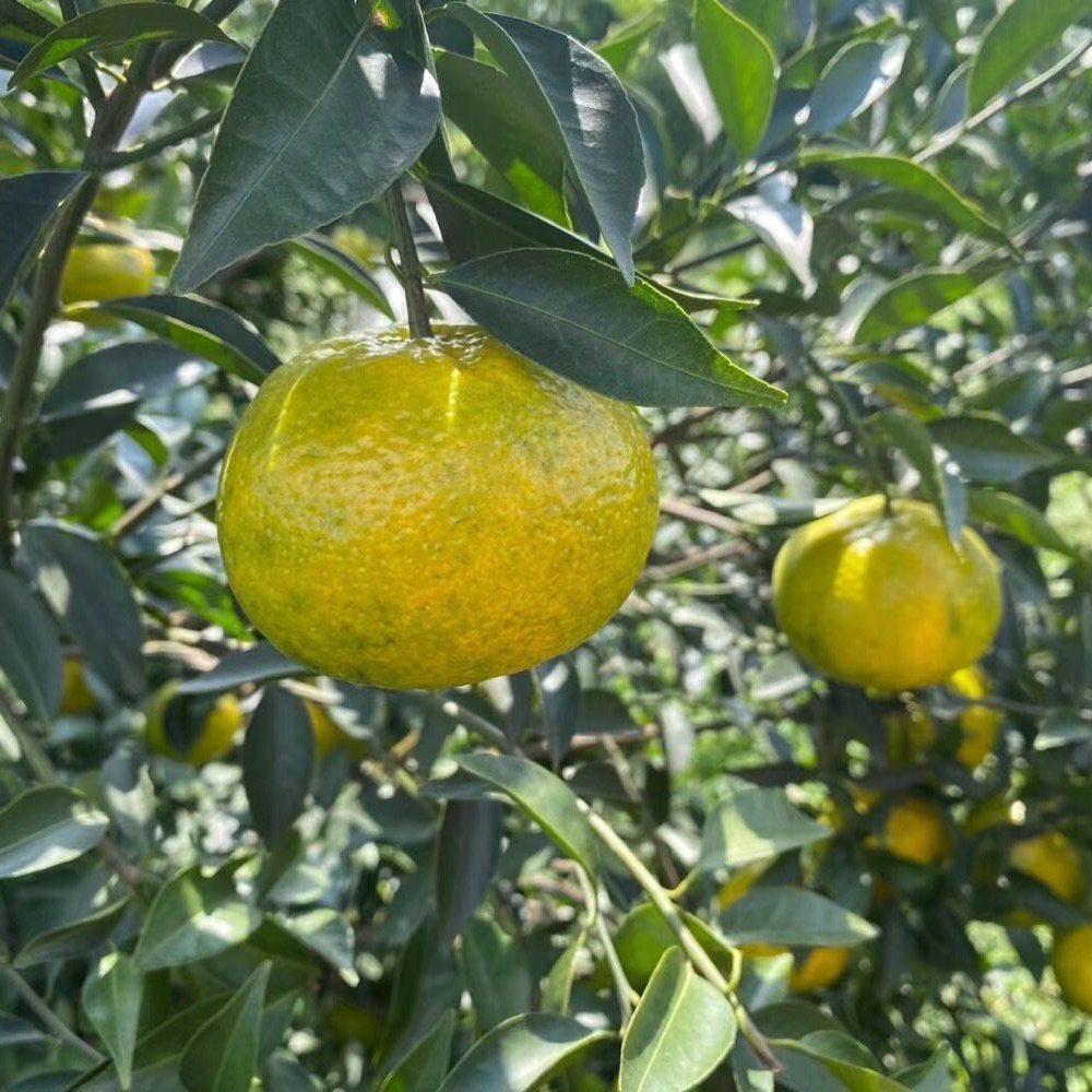 双水自家果围2025驳枝二红皮50克250克500克