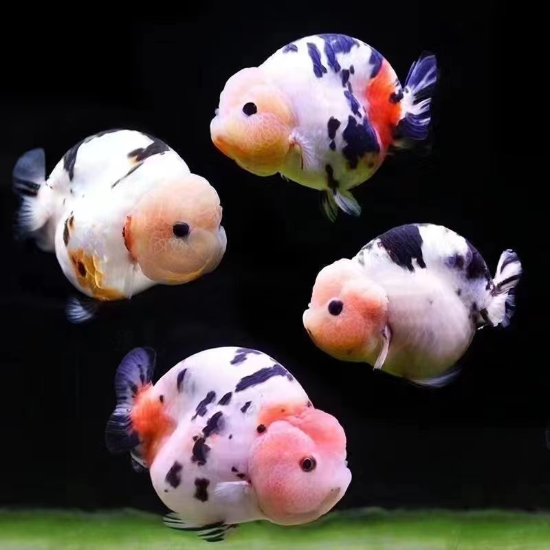 冷水鱼淡水鱼精选泰狮兰寿鱼鱼苗好养耐活直销特价活体【超萌好物】