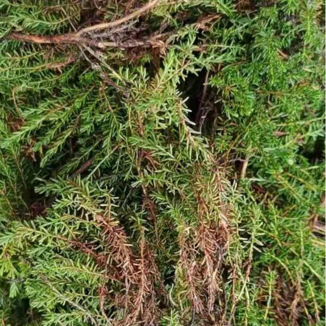 25年新货肝复灵草大兴安岭内蒙古根河敖鲁古雅林区特产肝复灵泡水