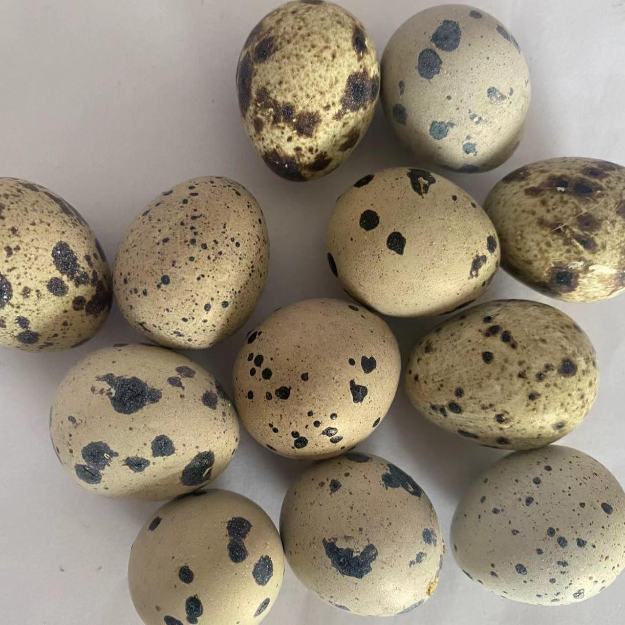 鹌鹑种蛋可孵化小鹌鹑40个送5个防止破碎的优质严选