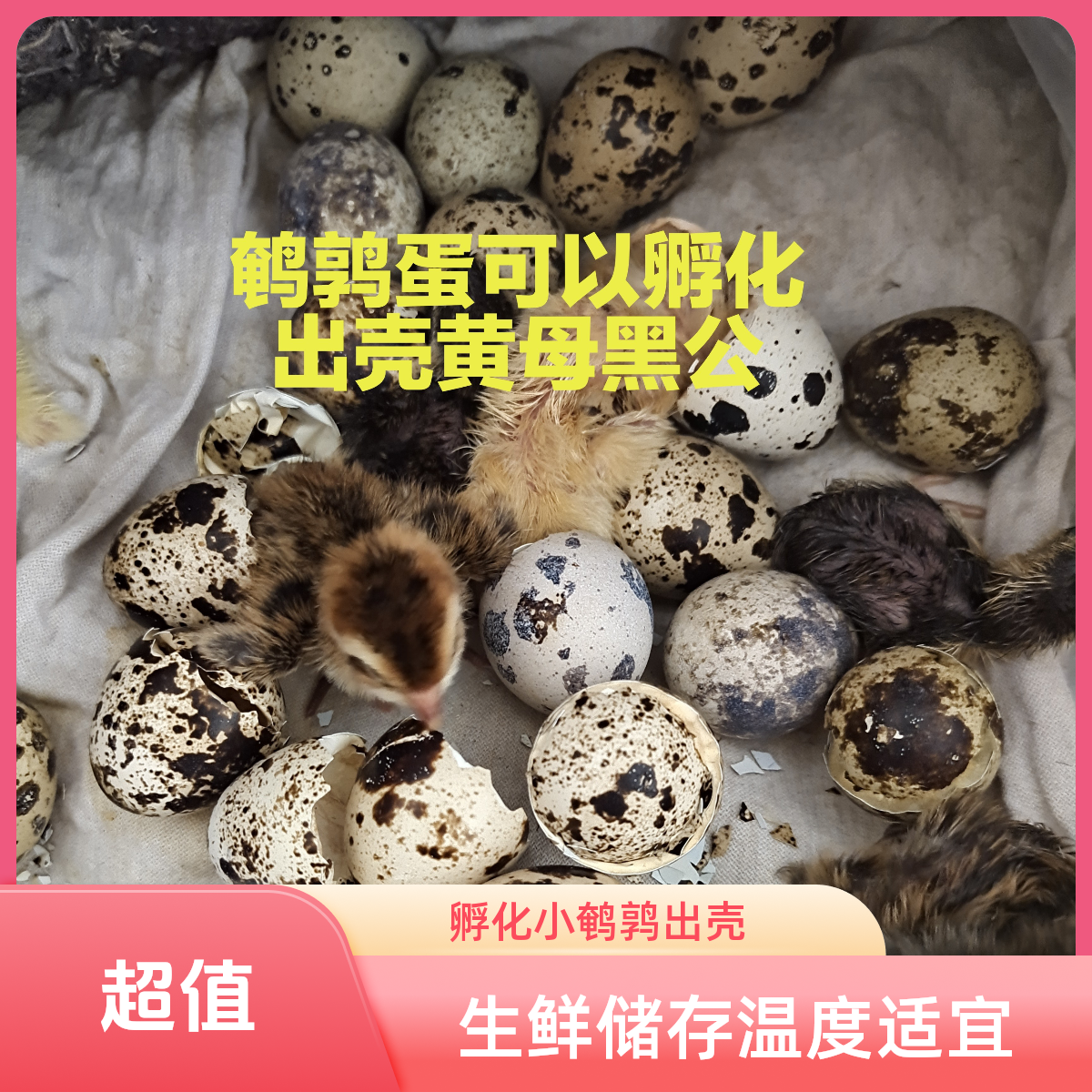 鹌鹑蛋可以孵化小鹌鹑出壳黄母黑公30个送 5个防止破碎的