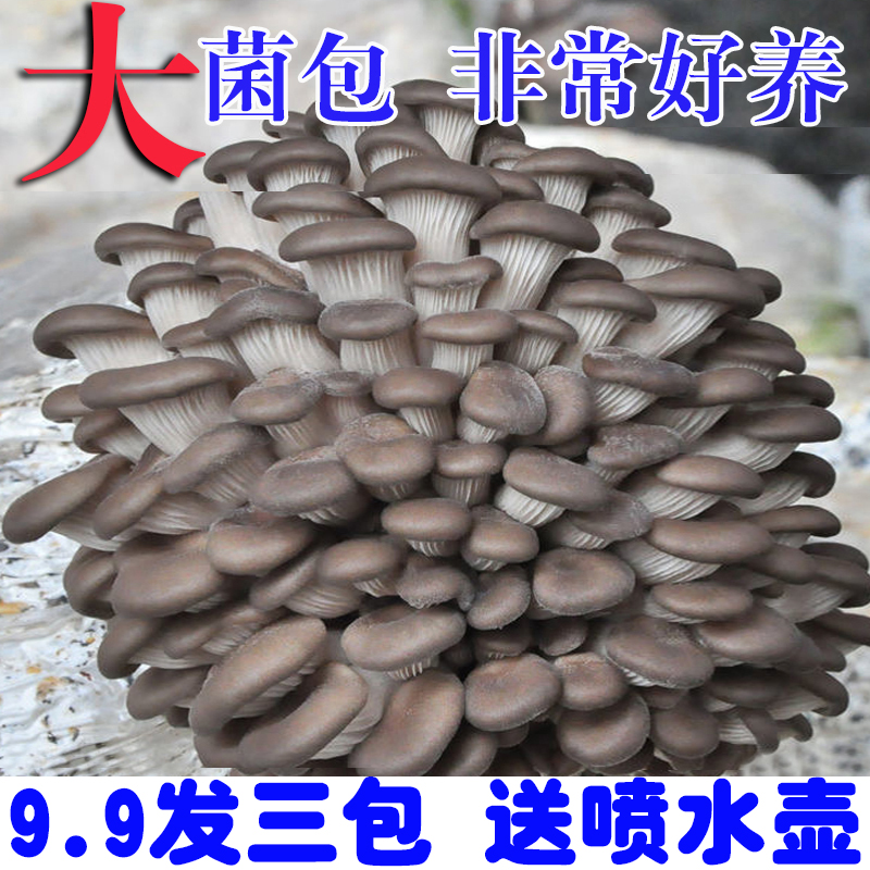 【好养买1发3】食用菌菌棒平菇蘑菇菌包喷水就长菌包好养菌菇种植包