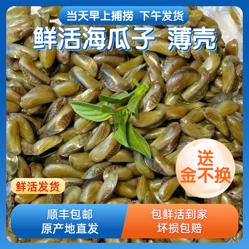 鲜活海瓜子薄壳米纯肉原产地福建潮汕现捕现发送金不换400g/包