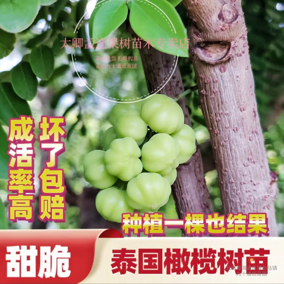 嫁接泰国橄榄苗新品种带土发货四季种植浇水即活盆栽地栽当年结果