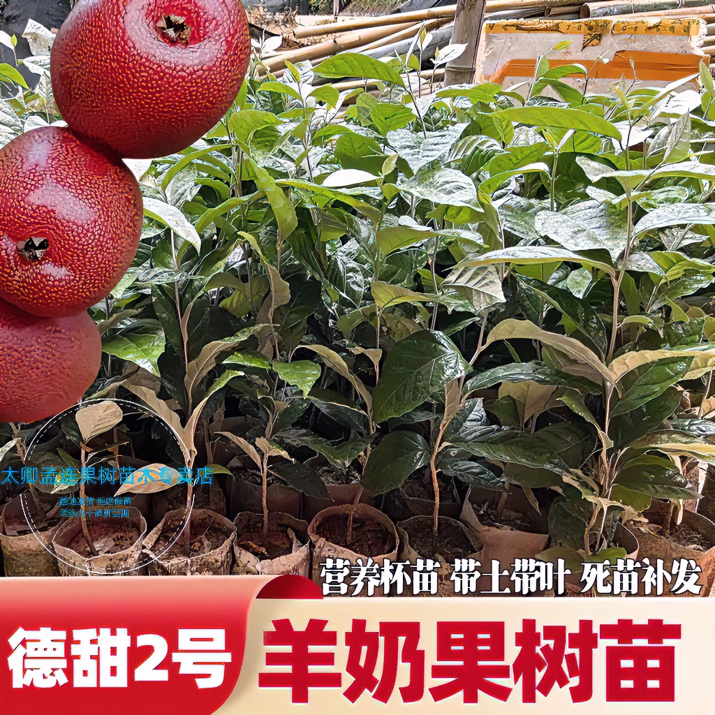 新品种羊奶果苗纯正野生育苗嫁接带土发货浇水即成活天然种植苗木