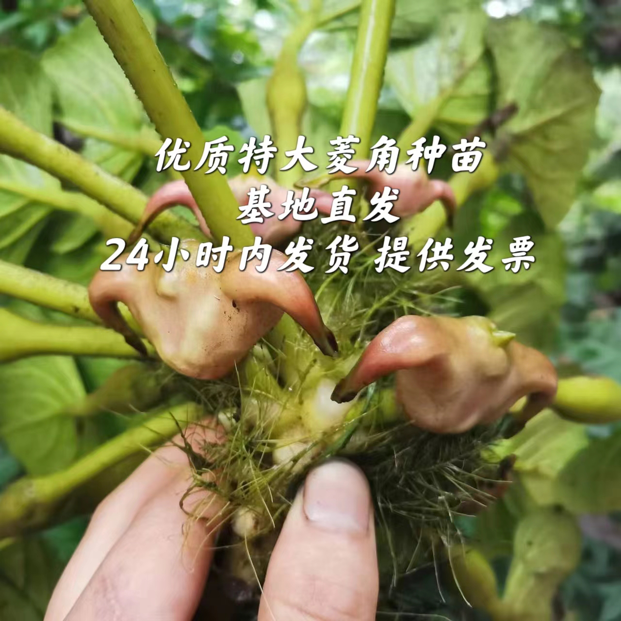高产大菱角种子菱角苗种植四季水生植物红菱角种子青菱角黑菱角苗
