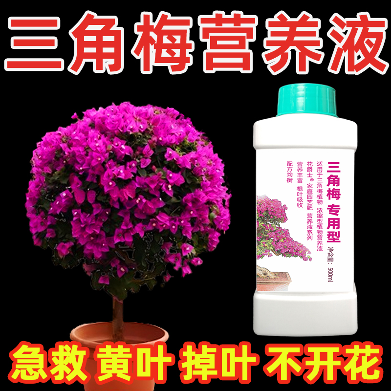 三角梅专用营养液催花促开花肥料专用肥三角梅不开花只长叶怎么办