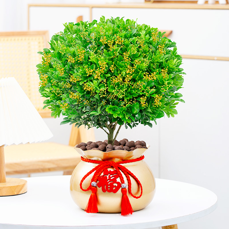 米兰花盆栽花卉植物室内四季开花带花苞浓香好养老桩盆景绿植