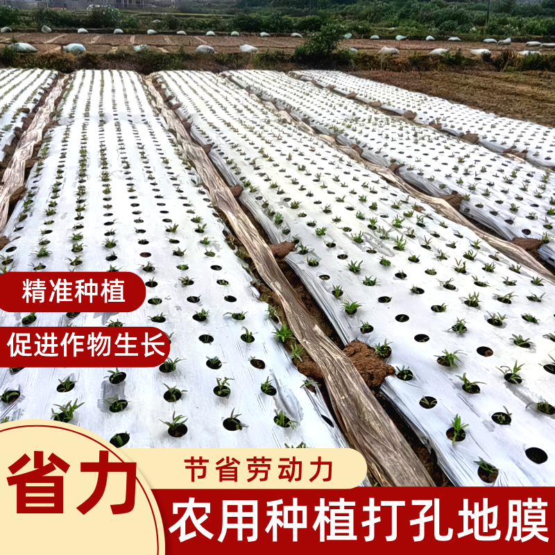 打孔地膜银黑地膜农用种植除草薄膜专用带孔保温保湿防草带孔膜