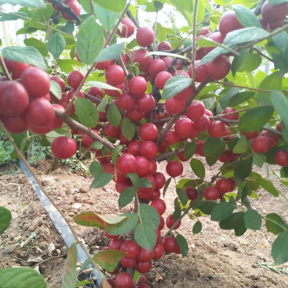 钙果(欧李) 2年苗  12颗  包邮到家