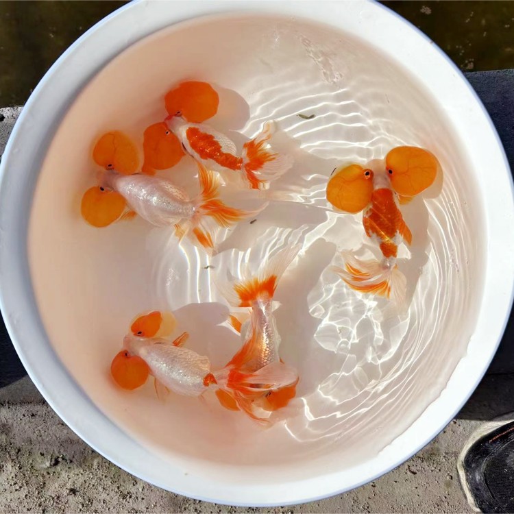 鱼苗奶牛齐养鱼腮红兰寿玛丽淡水鱼观赏鱼好养包活包邮鱼苗泰狮
