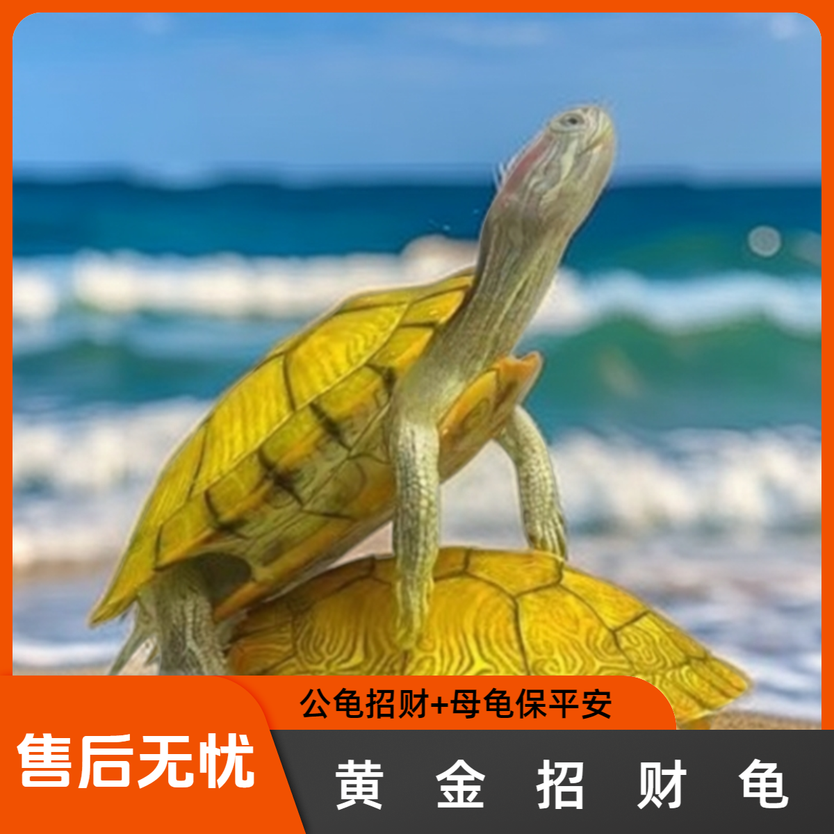 招财黄金龟家养小乌龟活体招财情侣龟宠物龟活物巴西龟观赏龟