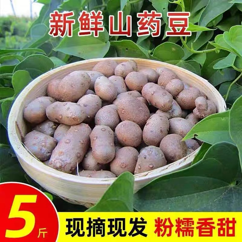 铁棍山药豆新鲜粉糯营养健康产地直发5斤