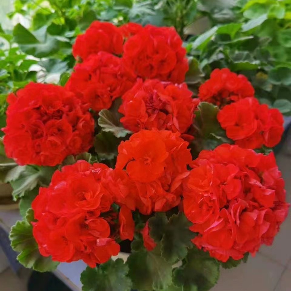 【国旗红】-入门勤花好养 直立天竺葵 中苗 （带花苞 包对版）