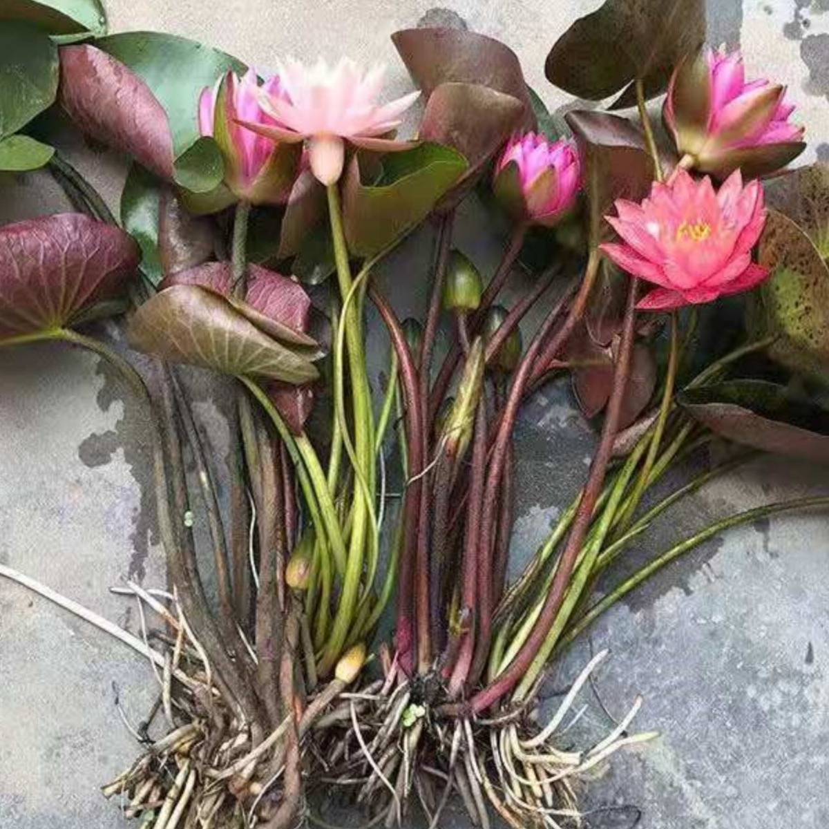 池塘睡莲花鱼缸睡莲根块带花苞四季盆栽水培植物庭院大小睡莲花苗