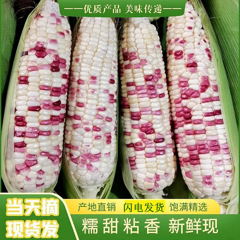 现摘新鲜玉米甜糯花玉米苞米现发甜粘玉米3/5/8斤包邮非水果玉米