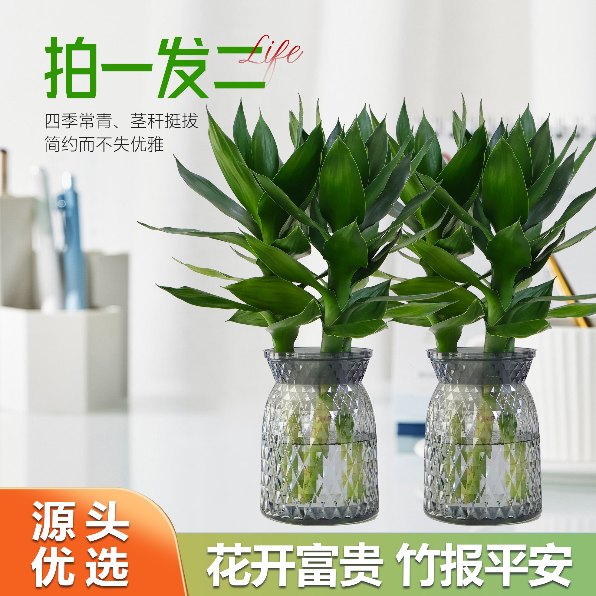 【拍一发二 】精致水培观音竹带瓶好养易活 好运连连客厅桌面绿植