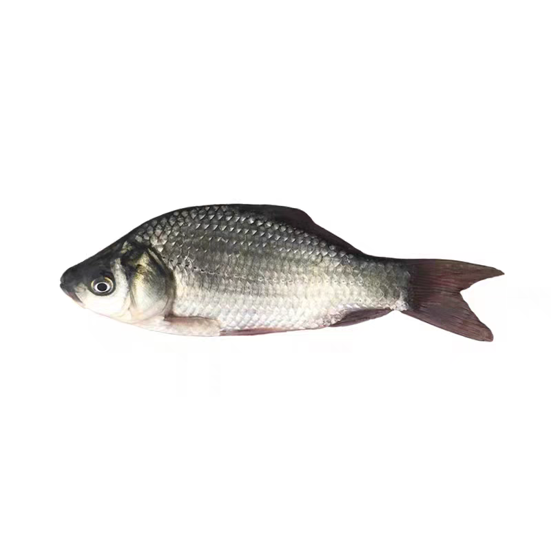 大板鲫鱼3-4厘米中科五号鱼观赏发货养殖观赏淡水鲫活体淡水鱼苗