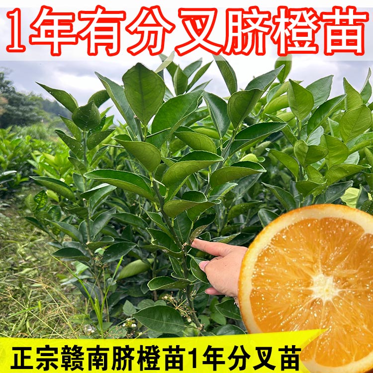 正宗赣南脐橙苗一年裸苗带分叉黄心橙子苗纽荷尔黄肉果树苗江西产