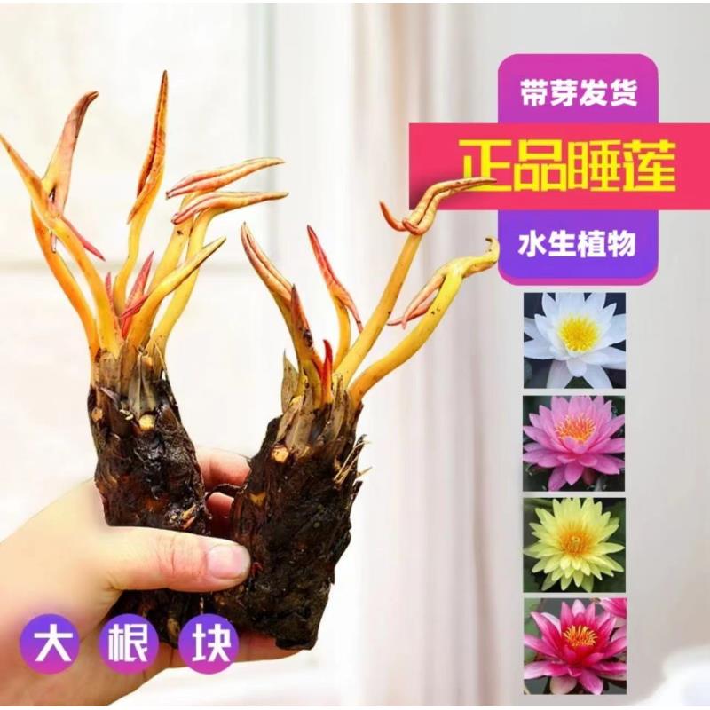 【新疆包邮】2颗 池塘花盆鱼缸睡莲根块带芽盆栽