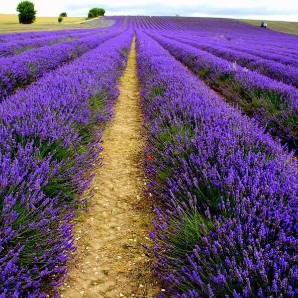 薰衣草种子易活盆栽花草植物适合秋冬天种的花种籽子室内四季开花