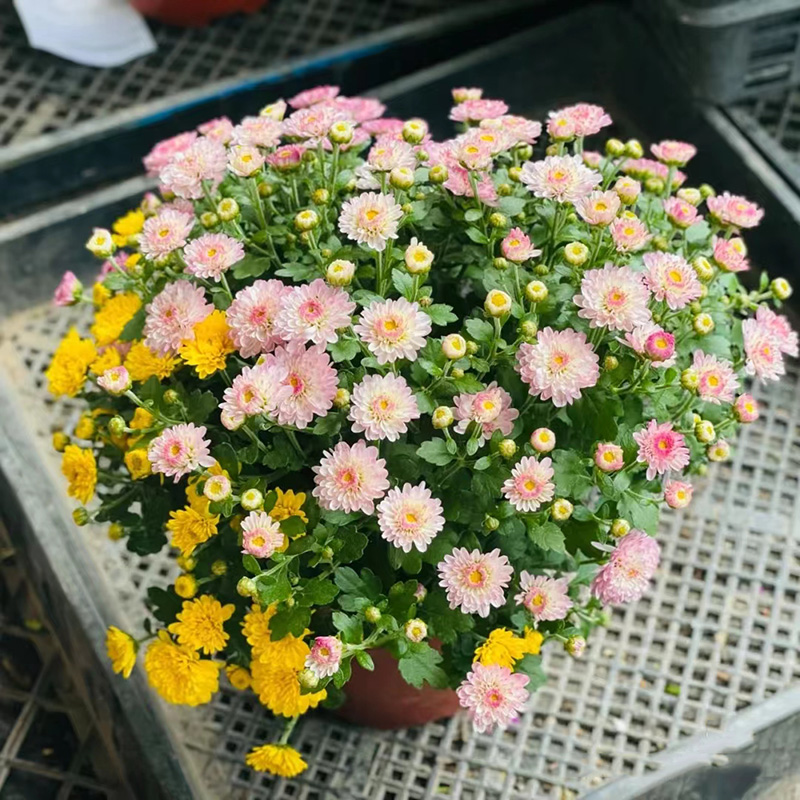 球菊种子草本糖果菊千头菊大多年生好养四季开花阳台植物盆栽花