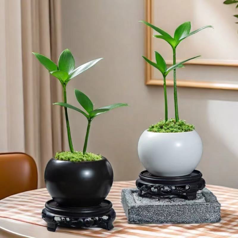 四叶草驱蚊迷你幸运竹柏中式精美室内绿植盆栽四季常青掌中绿植