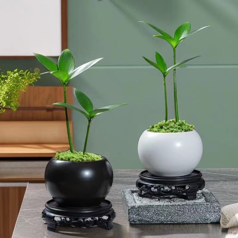 竹柏四叶草绿植花卉室内办公室桌面创意盆栽盆景四季好养种好发货