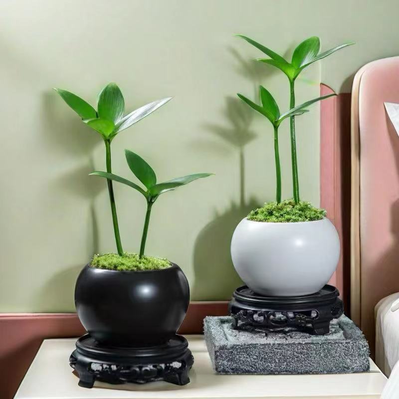 幸运四叶草竹柏桌面小盆栽四季常青好养易活趣味美观办公室室内