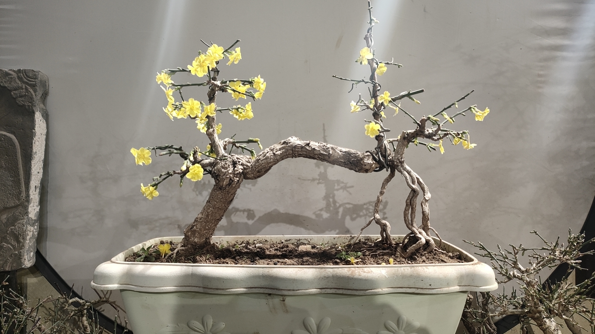 盆景一物一拍，对应价格下单。看好下单，下单不退