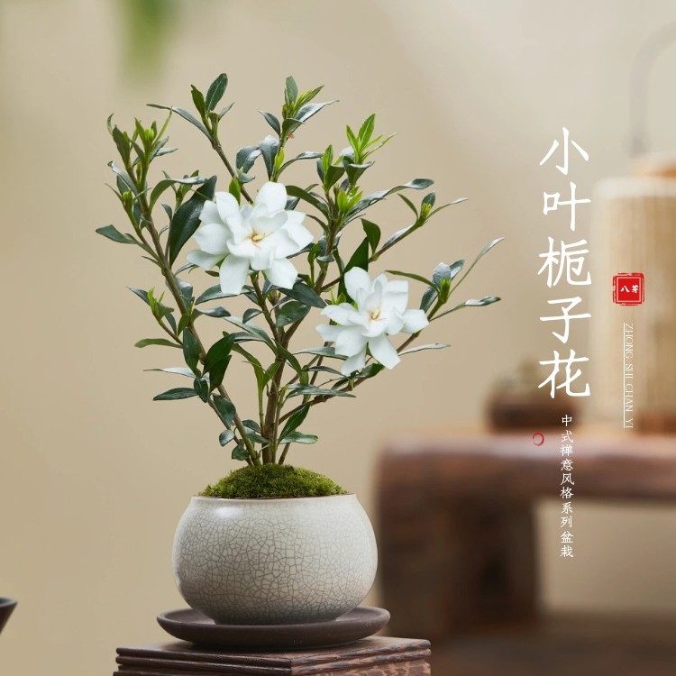 小叶栀子花常绿四季盆栽植物室内小盆景植物桌面带花苞开花小绿植
