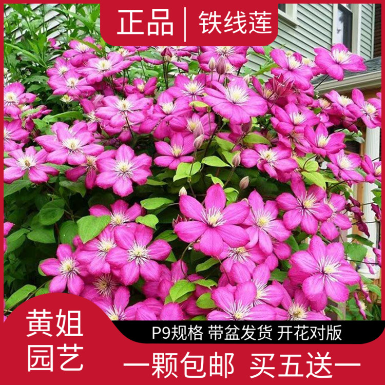 黄姐园艺铁线莲爆花里昂村庄幸运符解放三类大花入门品种掌柜推荐