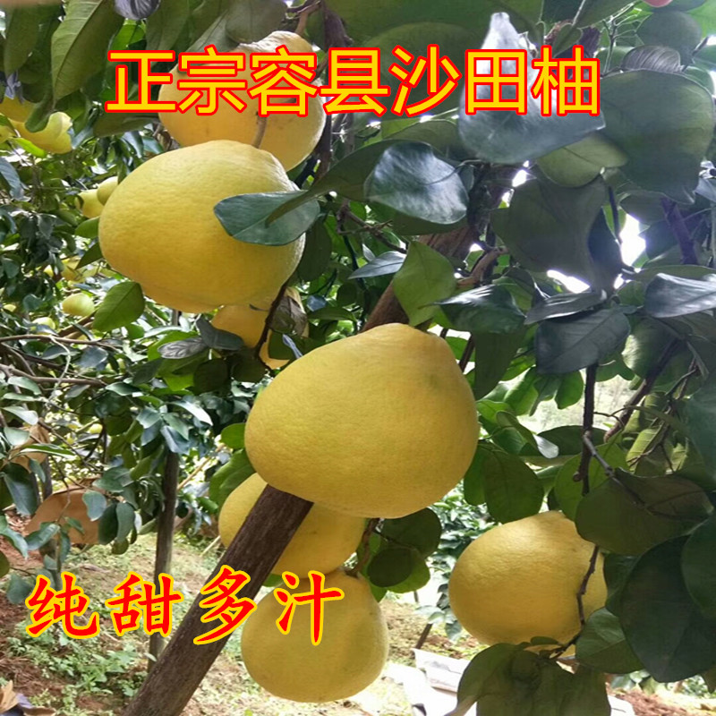 正宗容县特产沙田柚子纯甜白肉心孕妇当季新鲜水果多汁老树4-15斤