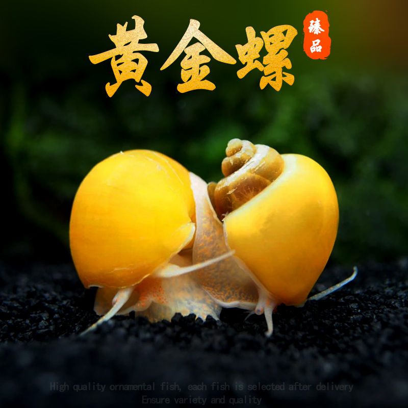活体观赏黄金螺黑金刚螺吃水藻的淡水螺鱼缸清洁工具擦玻璃吃青苔