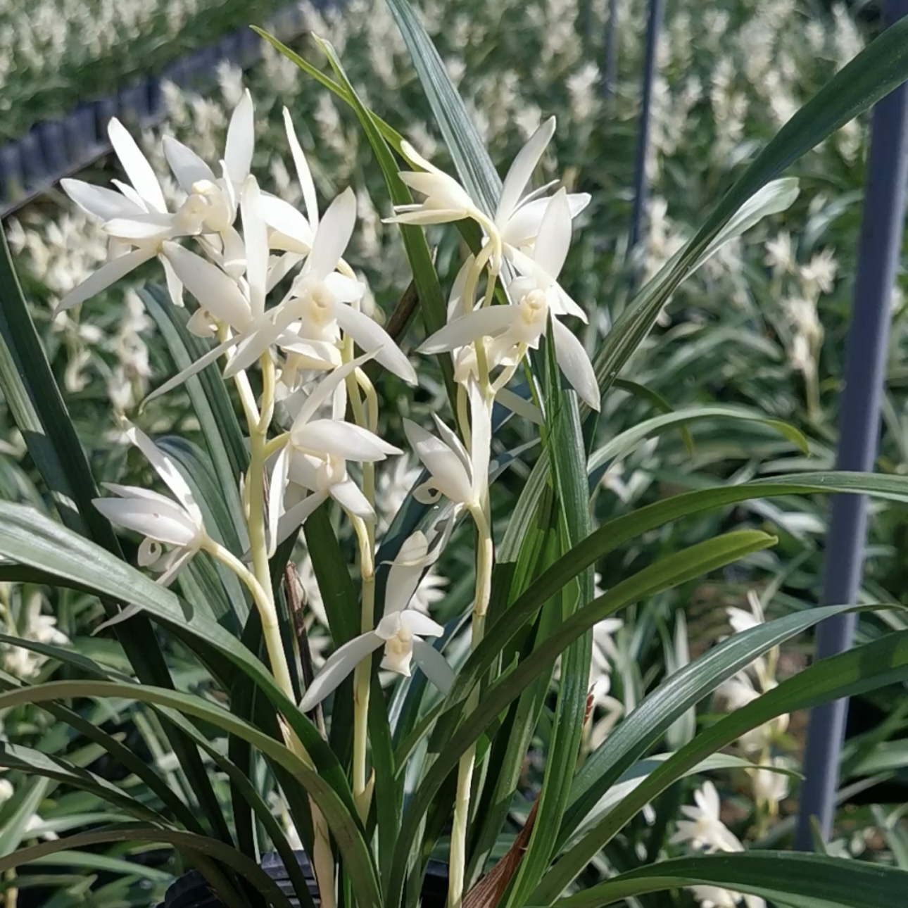 兰花苗建兰青山玉泉浓香型盆栽植物四季好养名贵花卉绿植裸根
