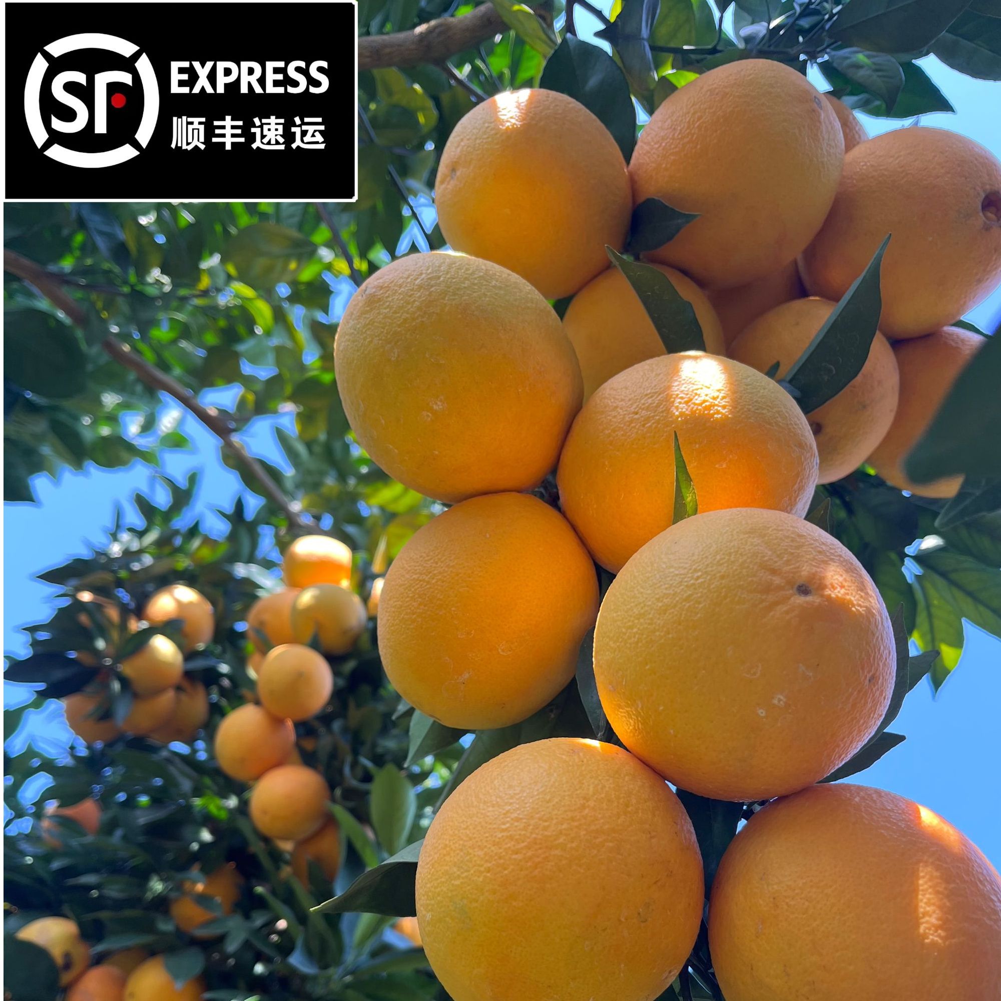 正宗赣南脐橙信丰脐橙带箱5斤10斤新鲜现采现发江西顺丰包邮