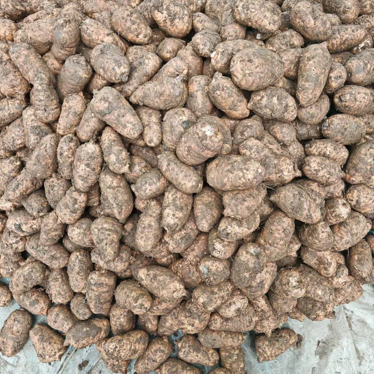 正宗云南昭通三年采收【高山新鲜乌天麻】野外环境种植煲汤泡酒生麻