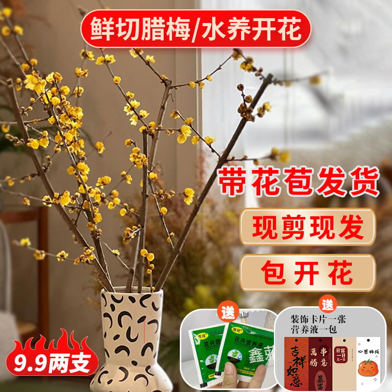 干枝腊梅水培腊梅花鲜花水养切花插花耐寒好养泡水开花室内浓香型