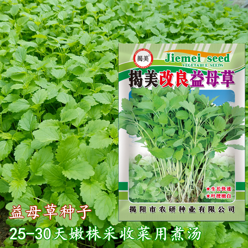改良食用益母草种子 中草药蔬菜两用益母草籽 可盆栽四季蔬菜种子