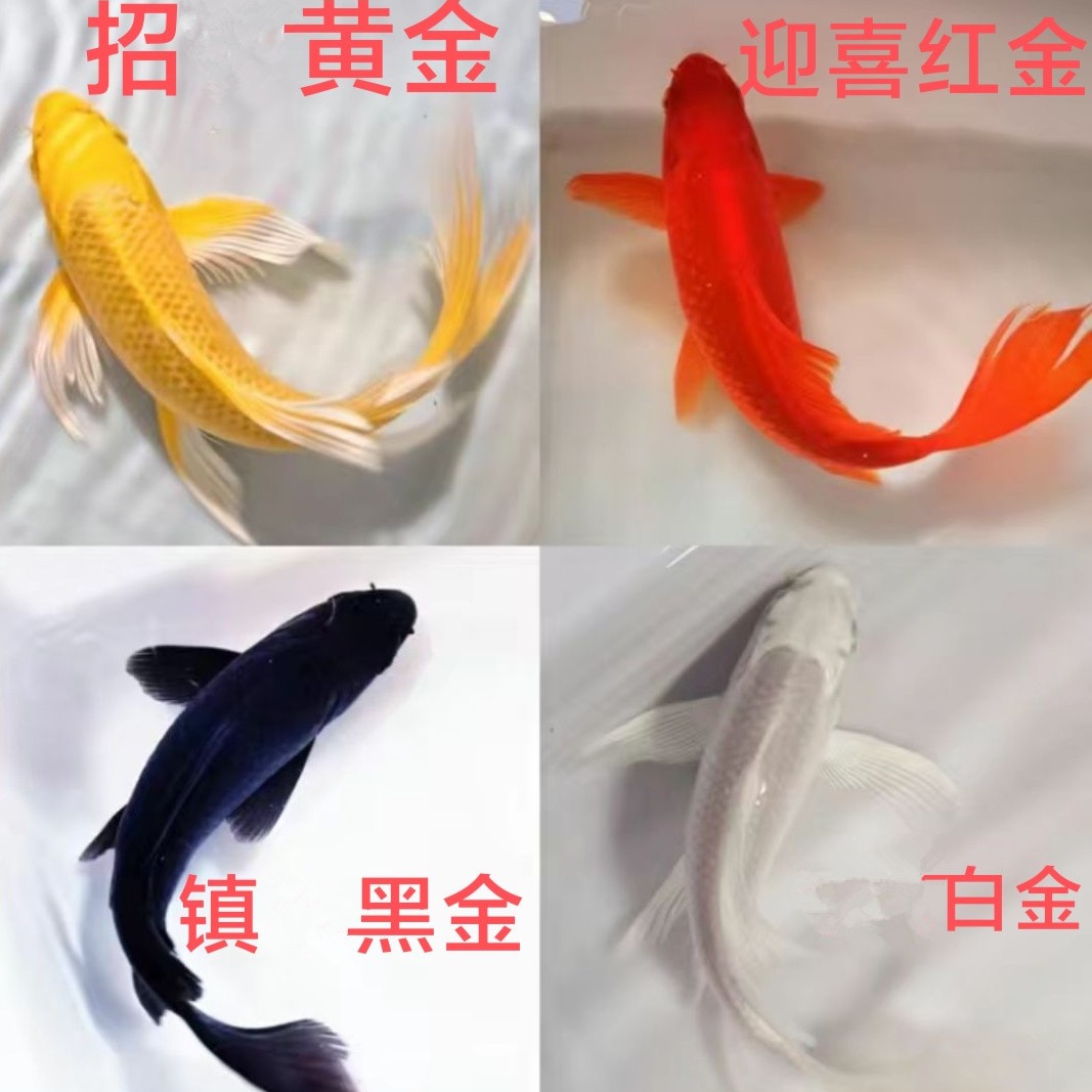 锦鲤鱼活鱼金鱼冷水淡水鱼观赏鱼金鱼小型好养耐活红鲤鱼龙凤锦鲤